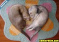 /album/fotogaleria/animalitos-formando-un-corazon-imagenes-de-amor-jpg/